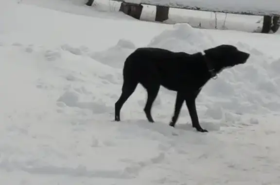Пропала охотничья собака в Никольских Выселках, Дубенский район, Тульская область