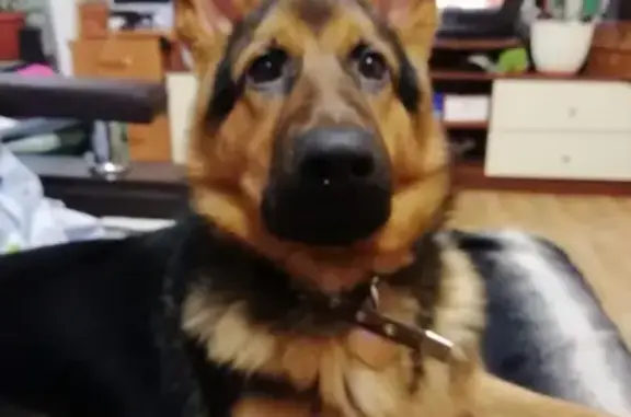 Собаки потеряшки, Томск, фото: Потеряшка собака в Октябрьском районе, помогите найти!