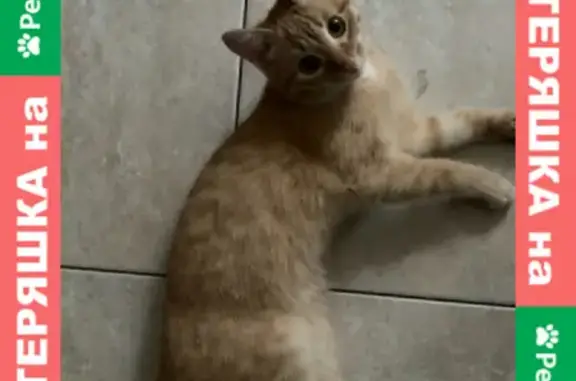 Найдена рыжая кошка с ошейником на Куломзинской, 105, Омск
