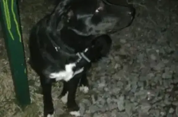 Собаки потеряшки, Санкт-Петербург, фото: Потеряшка собака Мина на Дворцовой площади