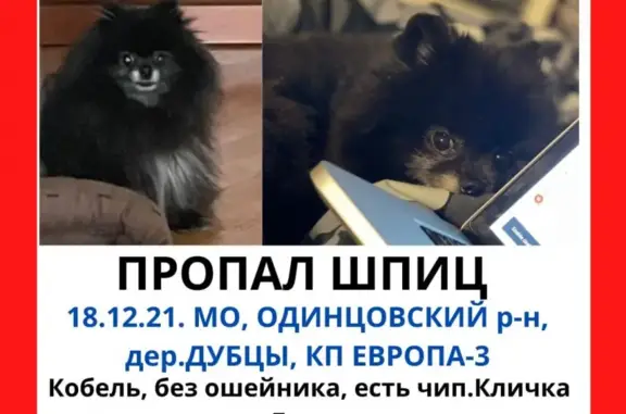 Пропала собака Черный шпиц Багри в Красногорске
