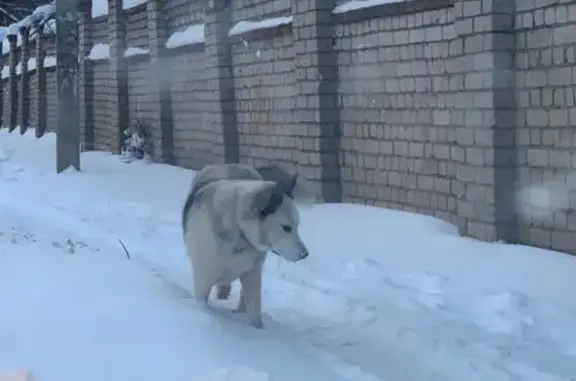 Собака найдена на улице Генерала Горбатова, 17 в Иваново