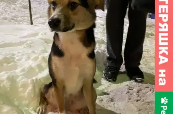 Найдена собака на Спасской улице