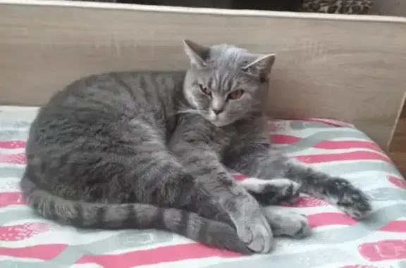 Пропала кошка Мася в Южно-Сахалинске