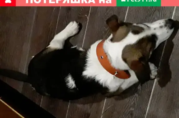Собака найдена в Латной, адрес - Советская улица, 10