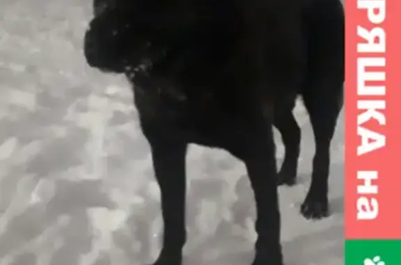 Найдена собака в Кемерово, ул. Инициативная 32