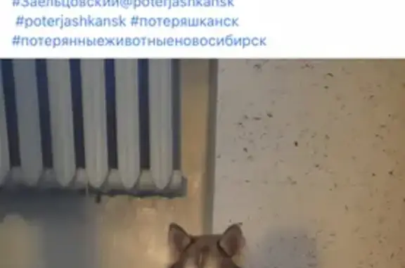 Найдена собака на ул. Мира, 58 к1 в Новосибирске