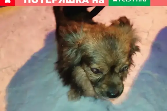 Найдена собака на ул. Юлиуса Фучика, 5