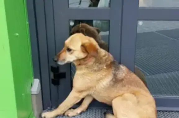 Найдена собака на улице Генерала Челнокова