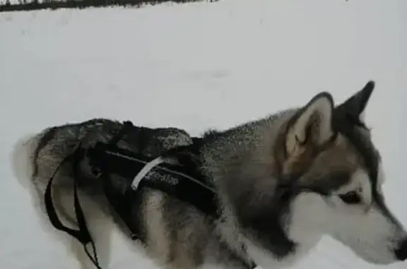Пропала собака Хаски в Нижневартовске