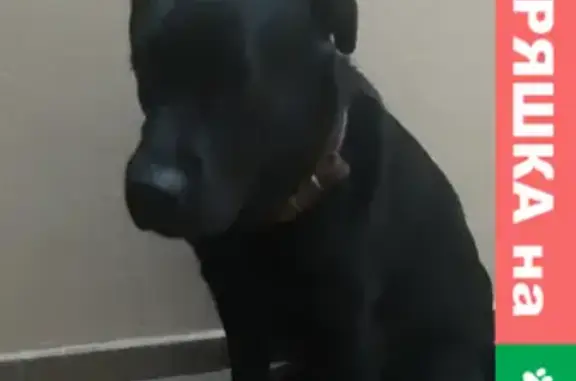 Найдена собака, Калининград, фото: Найден чёрный лабрадор на Летнем проезде, Калининград