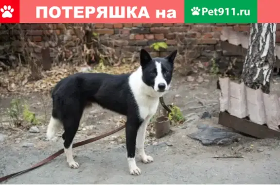 Собака найдена: ул. Верности, Гражданка, СПб.