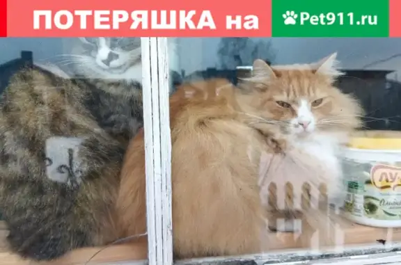 Пропал рыжий котик на Большой Подгорной, Томск