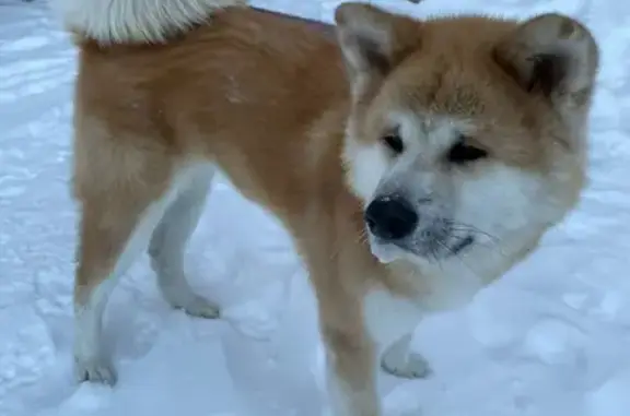 Найдена рыжая собака на набережной реки Ушайки, Томск