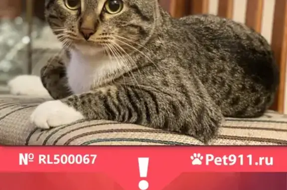 Кошки потеряшки, Санкт-Петербург, фото: Потеряшка кошка в Красногвардейском районе с GPS-трекером на шее