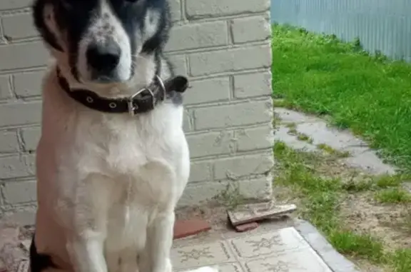 Пропала собака в Ногинске: белый с чёрными пятнами, 5 лет.