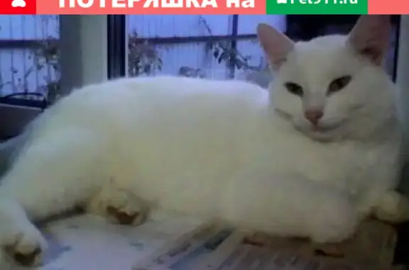 Пропала белая кошка на ул. Чехова, 72, Йошкар-Ола.