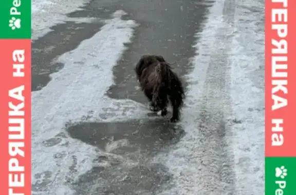 Найдена собака в Медведково: нужен хозяин!