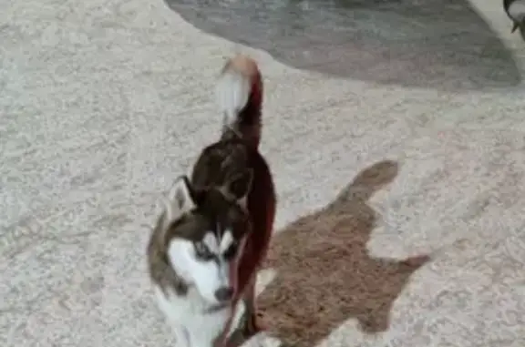 Найдена собака на пр. Ленина 189/1 в Томске