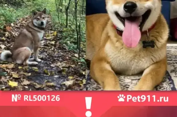 Пропала собака рыжего окраса в Попово, Мелихово