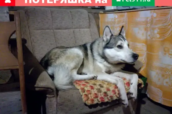 Найдена собака Лайка в Пронькино с трекером