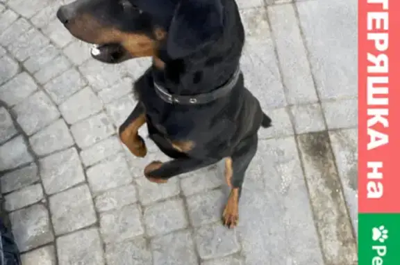Собака найдена возле Готии на улице Каранфиль, Симферополь.