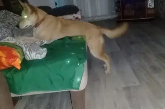 Собаки потеряшки, Томск, фото: Потеряшка собака Злата на улице Мокрушина, Томск