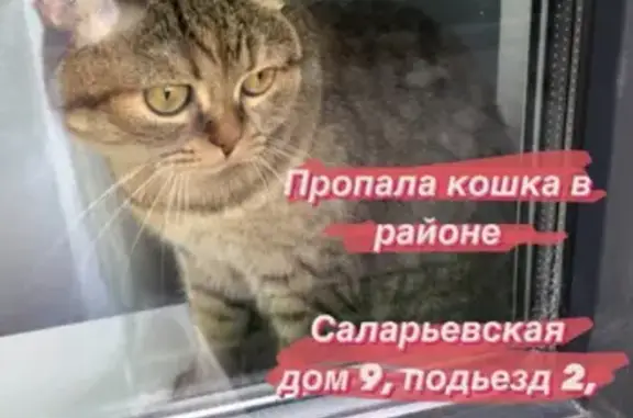 Пропала кошка возле ЖК «Саларьево Парк», Москва