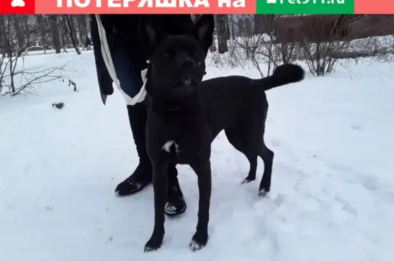 Собака нуждается в помощи на улице Вермишева, Липецк