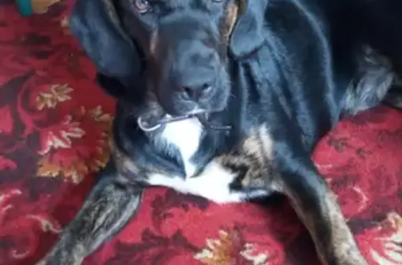 Собаки потеряшки, Москва, фото: Потеряшка собака Харви, Московский 17 к2