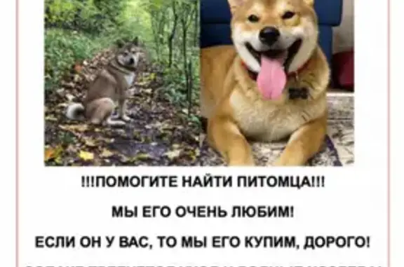 Пропала рыжая собака в Попово, Московская область