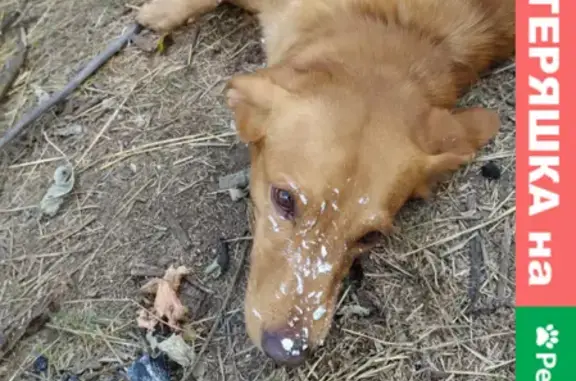 Пропала собака Арчи в Семилуках, ул. Дзержинского, около завода 