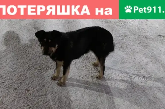 Найден ручной пёс возле 51 дома в Троицке