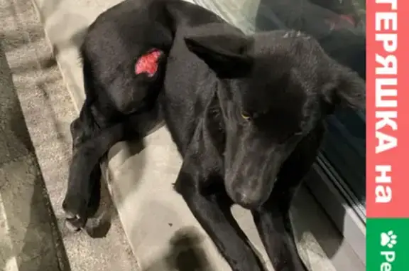 Найдена собака на Новороссийском шоссе, 37