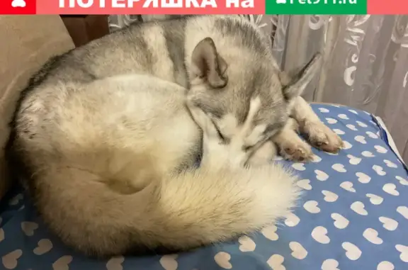 Собака Хаски найдена на проспекте Химиков, 40, Нижнекамск
