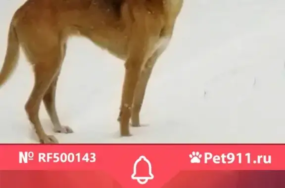 Собака найдена в деревне Гнездино, Владимирская область