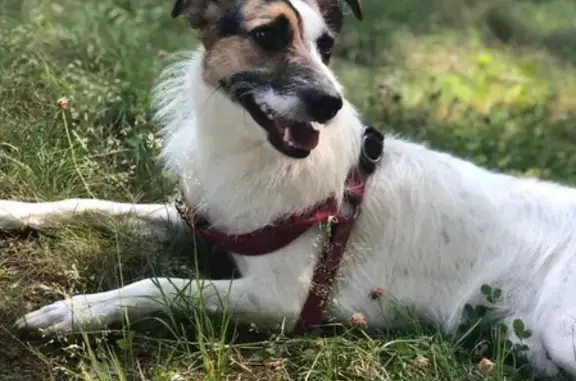 Собаки потеряшки, Санкт-Петербург, фото: Потеряшка собака на Аллее 18-19 линии, ищем!