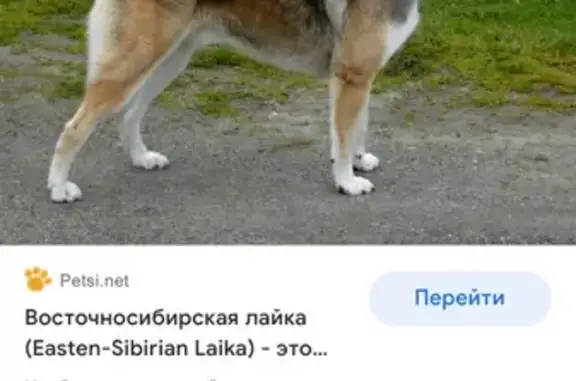 Собака на пр-те Ленина, похожа на лайку