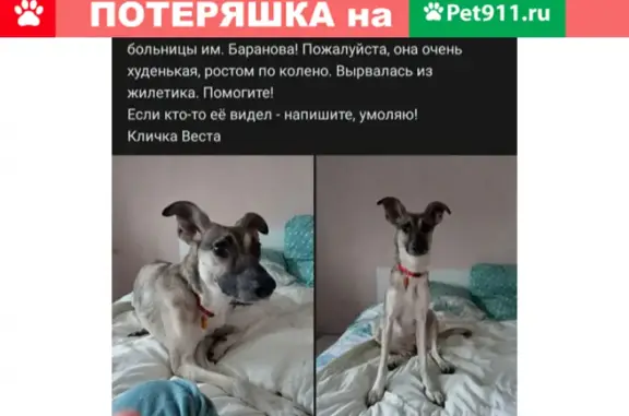 Собаки потеряшки, Петрозаводск, фото: Потеряшка собака Веста, ул. Фрунзе 24, Петрозаводск
