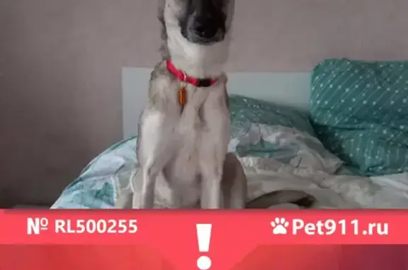 Собаки потеряшки, Петрозаводск, фото: Потеряшка собака ВЕСТА на пр. Ленина, 22А, Петрозаводск