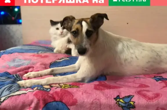 Пропала собака на Малом проспекте В.О. в Санкт-Петербурге