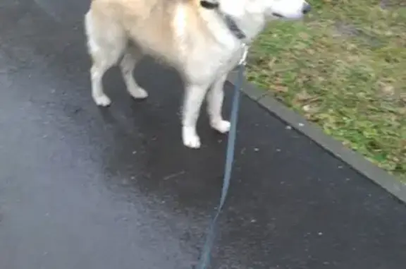 Собаки потеряшки, Ульяновск, фото: Потеряшка собака на улице Архангельского, 50, Ульяновск