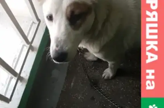 Найдена ласковая собака в Кузьминках