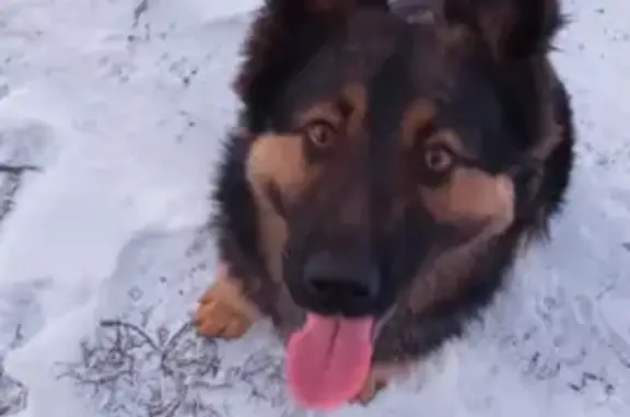 Найдена собака в Соколово-Кундрюченском, Ростовская область, Россия