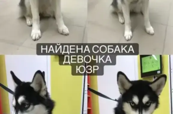 Найдена ласковая собака на ул. Энтузиастов, Чебоксары