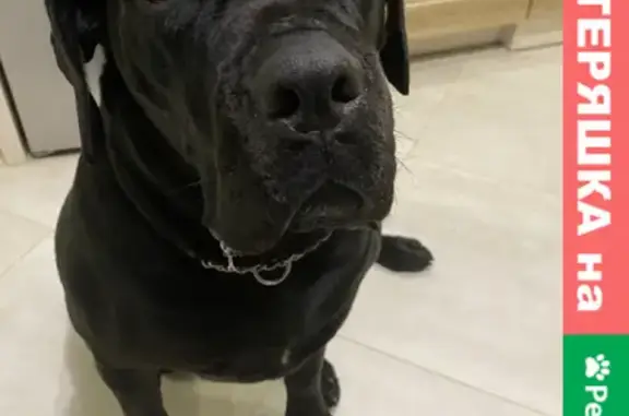 Собаки потеряшки, Калининград, фото: Потеряшка собака кане-корсо в Калининграде, район Северная гора