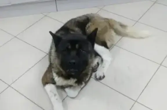 Собака найдена около ТЦ Новоиерусалимский на ул. Панфилова, 7