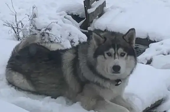 Пропала собака породы Хаски в деревне Переложниково, Селивановский район, Владимирская область