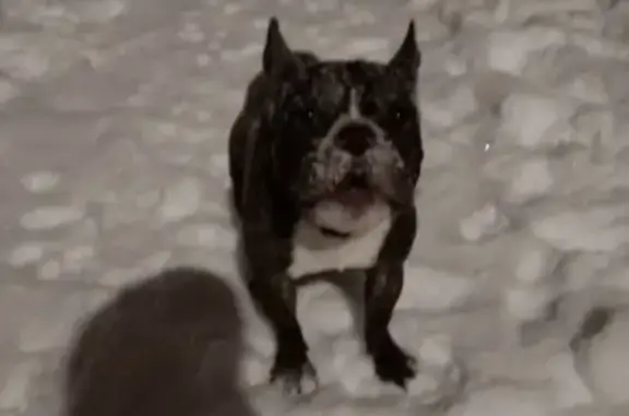 Найдена старая собака на Волгоградской, нужна помощь