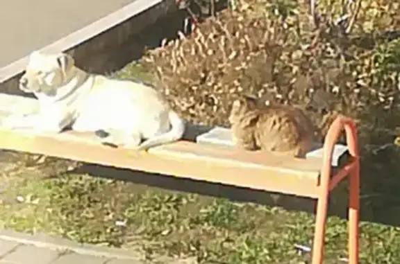 Пропала кошка на улице Кирова 7 с фиолетовым ошейником